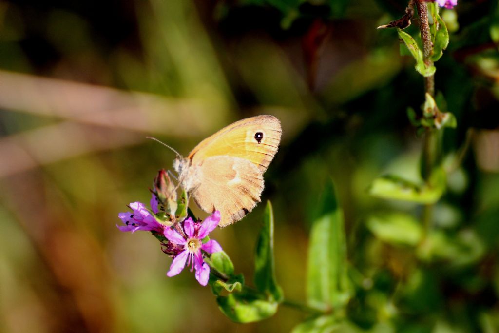 Farfalla ....? Coenonympha pamphilus